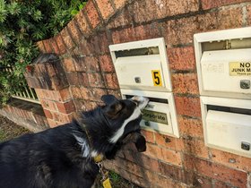 2022-12-01 Louie checks someone's mailbox.jpg